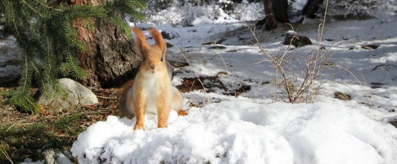 雪の上に居座るキタリス(Sciurus vulgaris)